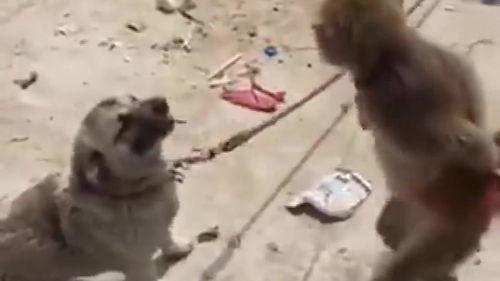 猴子爆料最新消息视频,揭秘最新视频背后的惊人真相