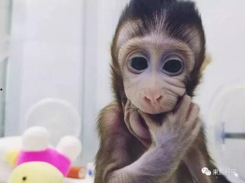 猴子爆料最新消息视频,揭秘最新视频背后的惊人真相 第2张 猴子爆料最新消息视频,揭秘最新视频背后的惊人真相 第2张
