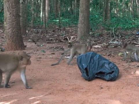 猴子爆料最新消息视频,揭秘最新视频背后的惊人真相 第3张 猴子爆料最新消息视频,揭秘最新视频背后的惊人真相 第3张