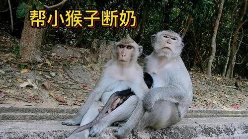 猴子夫妇爆料视频播放,揭秘幕后真相