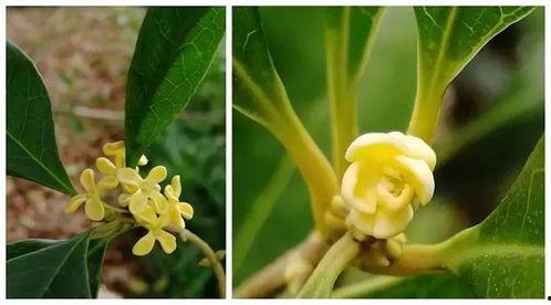 娱乐吃瓜酱桂花树下,桂花树下,揭秘娱乐圈那些不为人知的秘密 第3张 娱乐吃瓜酱桂花树下,桂花树下,揭秘娱乐圈那些不为人知的秘密 第3张