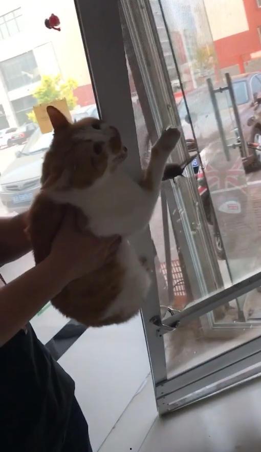 猫老板被爆料视频在线观看,揭秘幕后的惊人真相 第2张 猫老板被爆料视频在线观看,揭秘幕后的惊人真相 第2张