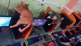 猫老板被爆料视频在线观看,揭秘幕后的惊人真相 第3张 猫老板被爆料视频在线观看,揭秘幕后的惊人真相 第3张