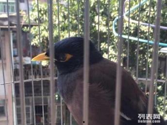 海南八哥爆料完整视频,完整视频揭秘事件真相