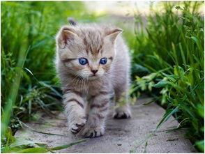娱乐吃瓜酱社恐猫咪,社恐猫咪的娱乐吃瓜日常 第2张 娱乐吃瓜酱社恐猫咪,社恐猫咪的娱乐吃瓜日常 第2张