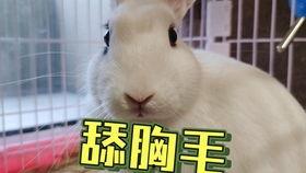 网红吃瓜群众抖音号是真是假,真伪难辨，真相大白！