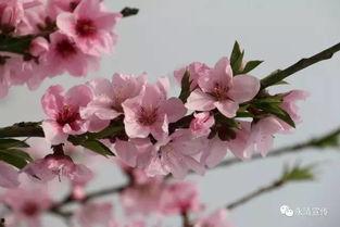 桃花大爆料视频大全下载,视频大全下载背后的精彩瞬间  第3张