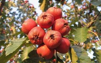 爆料秋梨山楂怎么做视频  第2张