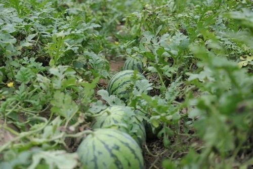溧阳网红吃瓜事件,一场网络舆论的风暴与反思