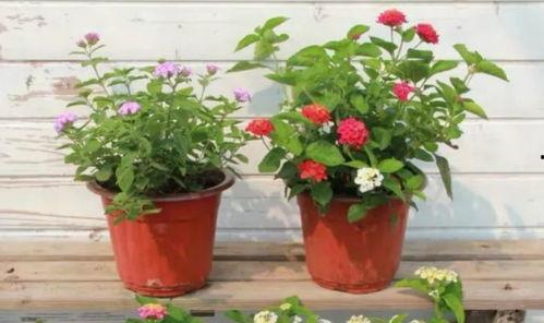 河南村长爆料视频最新,揭秘乡村现状与民生问题  第3张