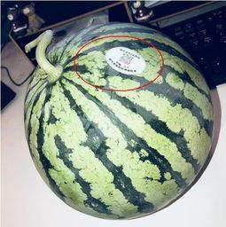 南宁吃瓜网红,南宁网红吃瓜达人带你探秘当地美食江湖 第2张 南宁吃瓜网红,南宁网红吃瓜达人带你探秘当地美食江湖 第2张