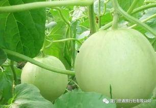 甜瓜乐园作者爆料视频在线观看,揭秘创作背后的故事与灵感 第3张 甜瓜乐园作者爆料视频在线观看,揭秘创作背后的故事与灵感 第3张