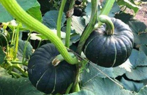 微信网红吃瓜视频,揭秘娱乐圈幕后真相  第3张