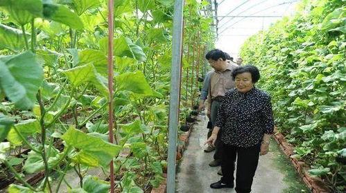 藏族网红吃瓜是谁啊视频,藏族网红“吃瓜”背后的故事  第3张