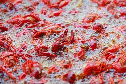 爆料蚌埠龙虾视频播放,海量观众共赏美食盛宴  第2张