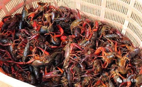 爆料蚌埠龙虾视频播放,海量观众共赏美食盛宴  第3张