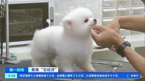 爆料宠物博主视频,视频爆料背后的真实故事