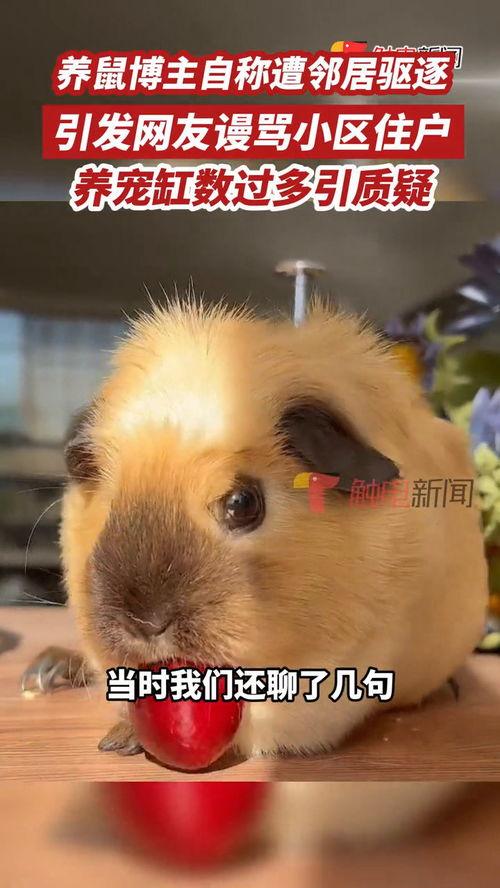 爆料宠物博主视频,视频爆料背后的真实故事  第2张