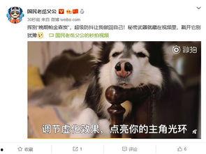 爆料宠物博主视频,视频爆料背后的真实故事  第3张