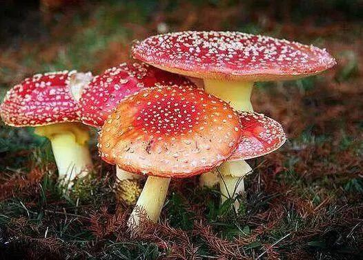 早期野生菌爆料视频,早期爆料视频揭秘