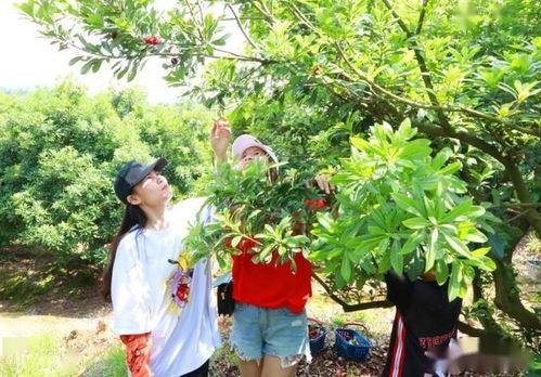 藿藿技能爆料最新