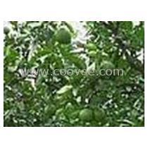 藿藿技能爆料最新 第2张 藿藿技能爆料最新 第2张