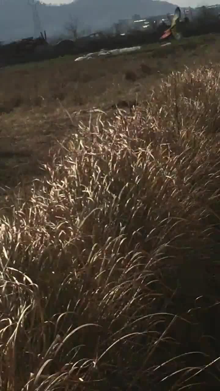 训鸟视频在线观看,在线观看驯鸟技巧全解析  第2张