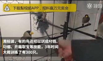 训鸟视频在线观看,在线观看驯鸟技巧全解析  第3张